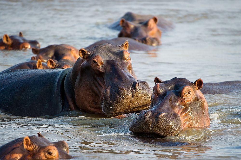 Hippos Zambia