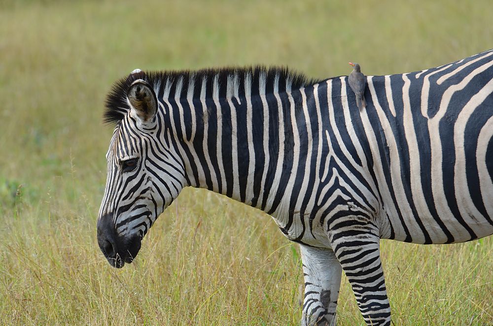 Lower Zambezi National Park Zebra
