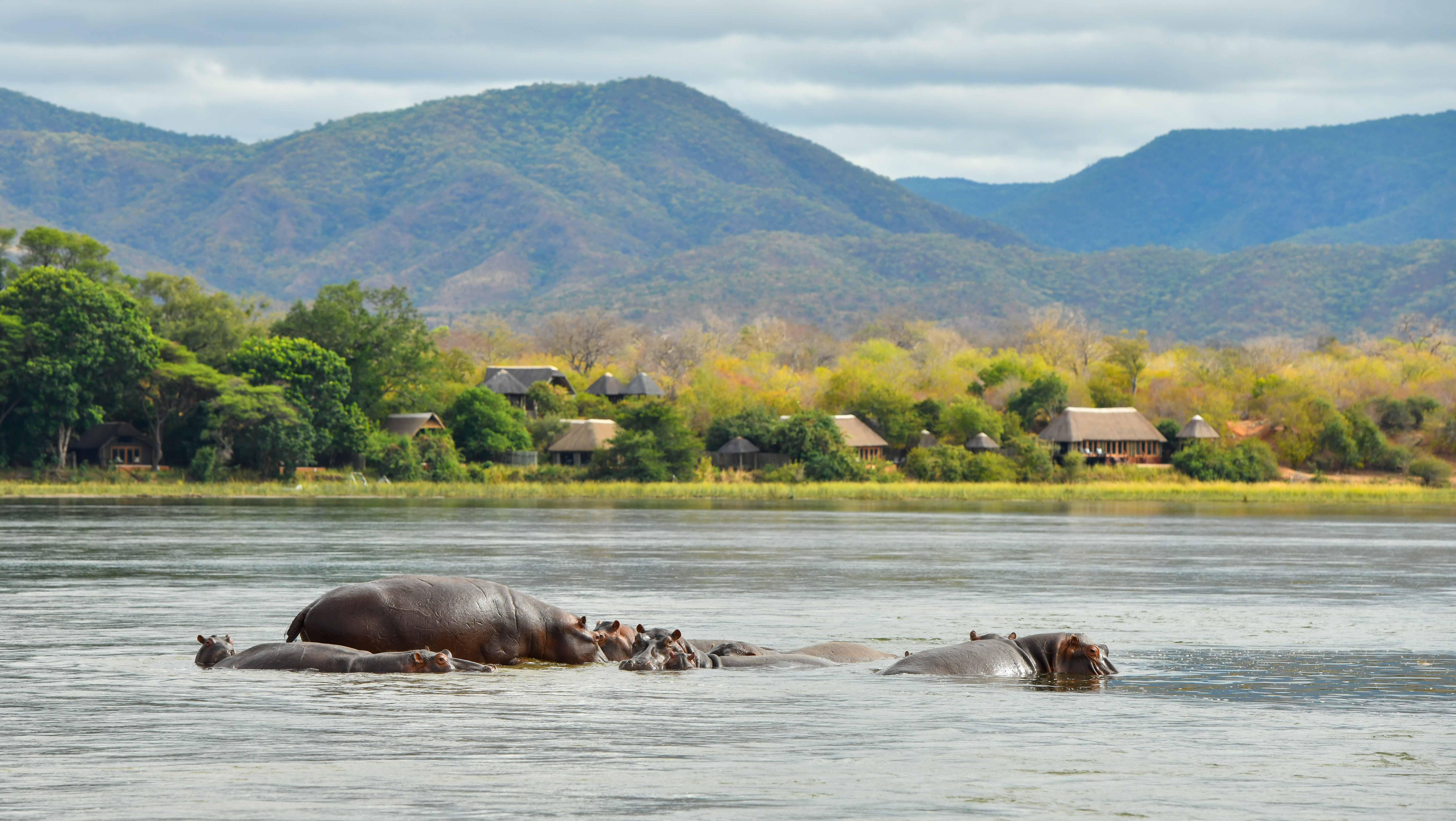 zambia river safari