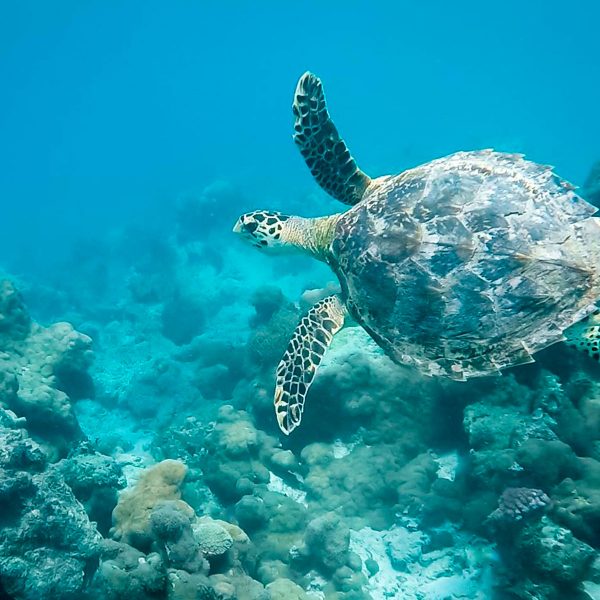 Ocean Turtle