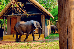 Elephant at Thornicroft Lodge