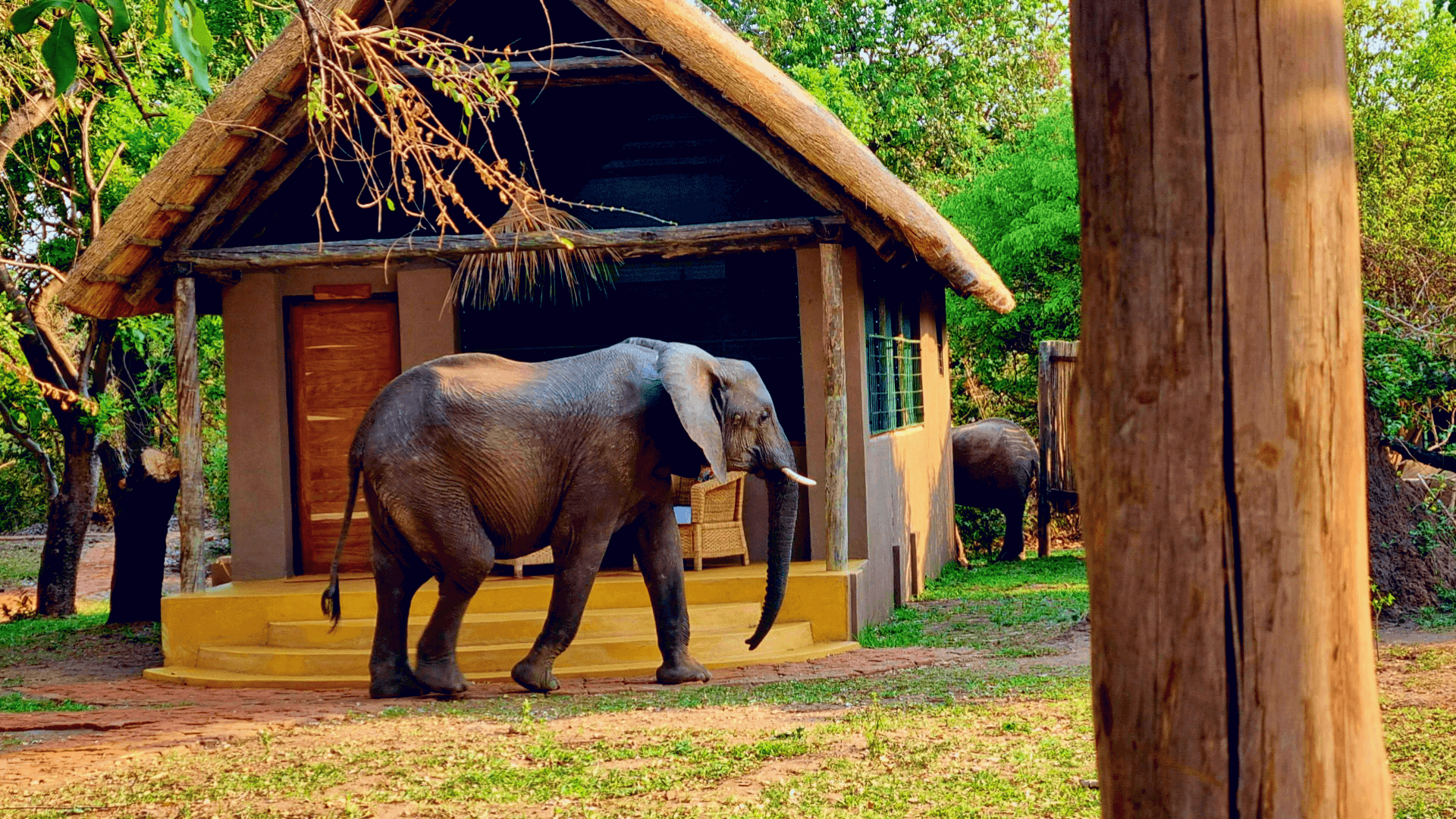 Elephant at Thornicroft Lodge