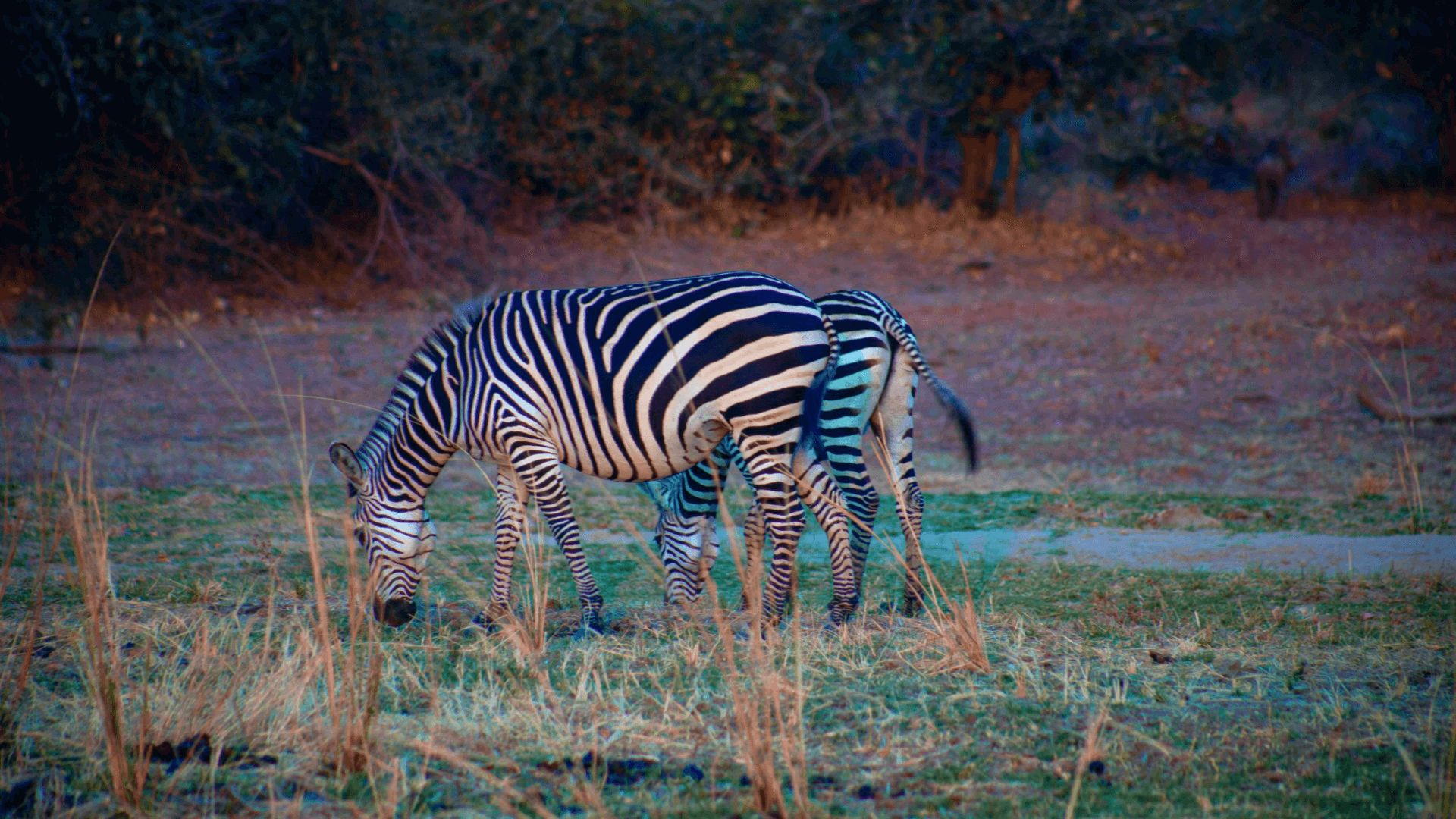 Wildlife at Thornicroft lodge  Zebra