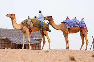 Dubai - Camel Ride
