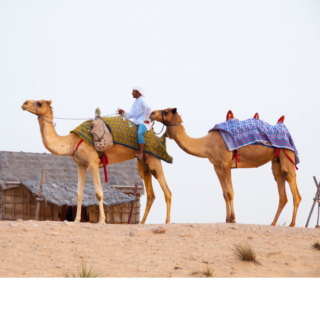 Dubai - Camel Ride