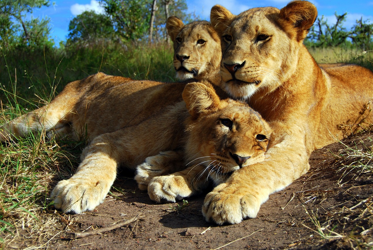 Lions