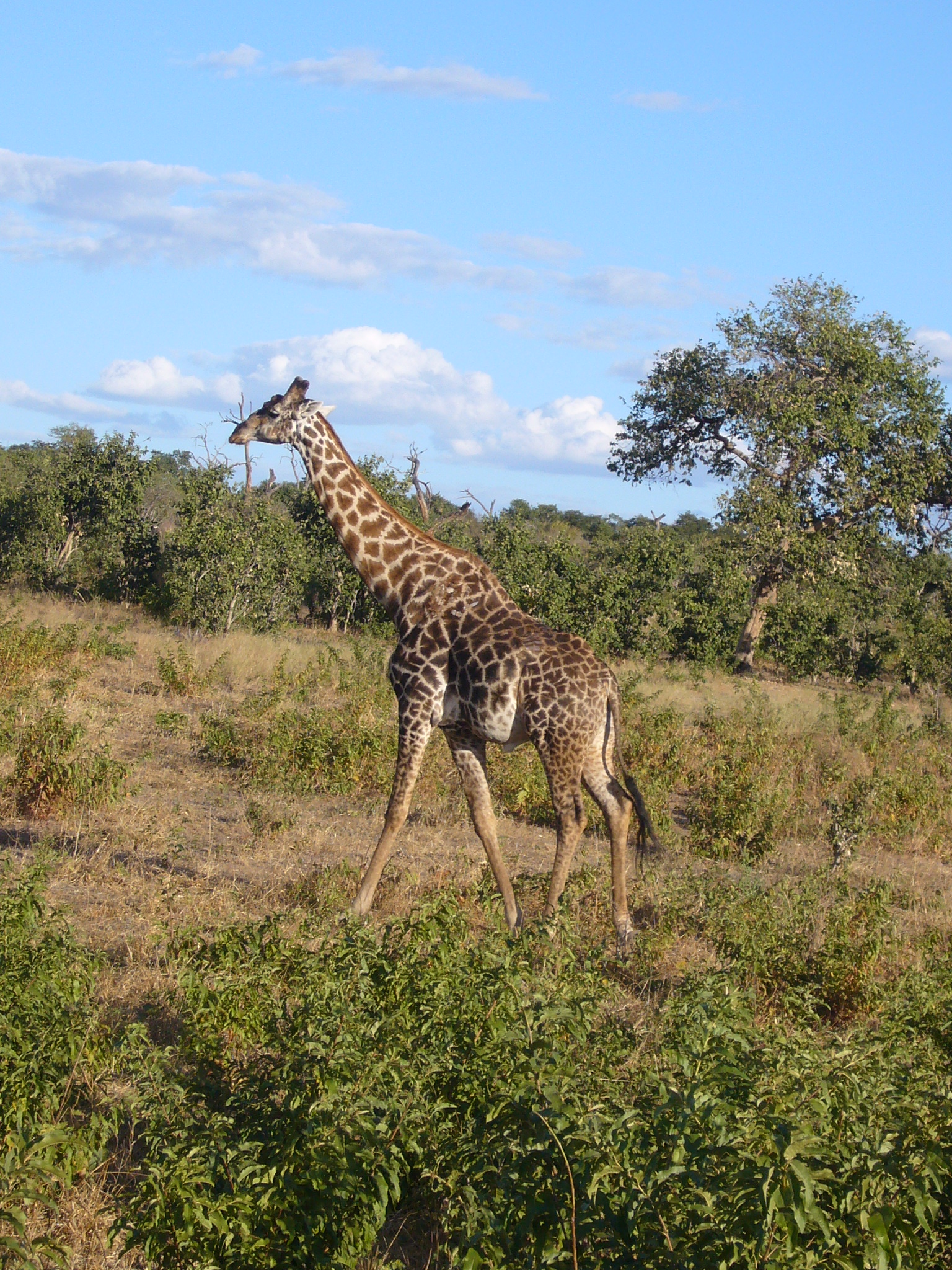 game drive